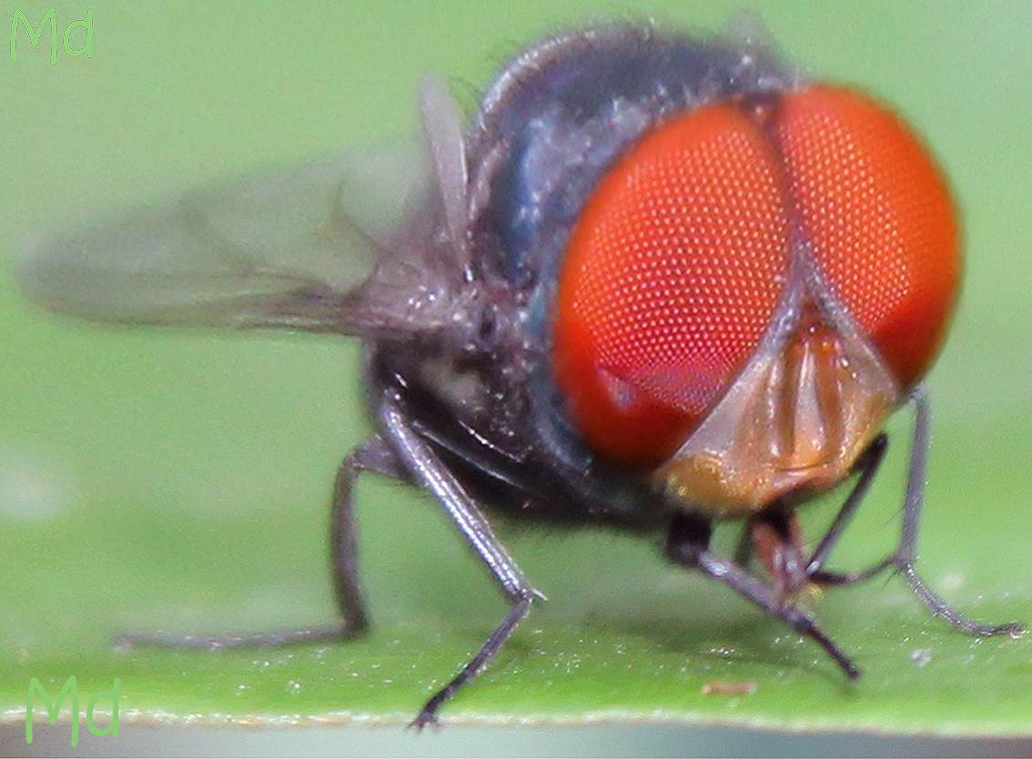 Oriental Latrine Fly Project Noah