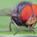 Oriental Latrine Fly