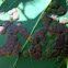 Eucalyptus wasp galls