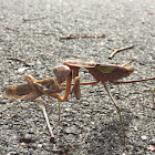 Chinese mantis