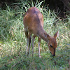 Bushbuck Imbabala