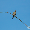 Mourning Dove