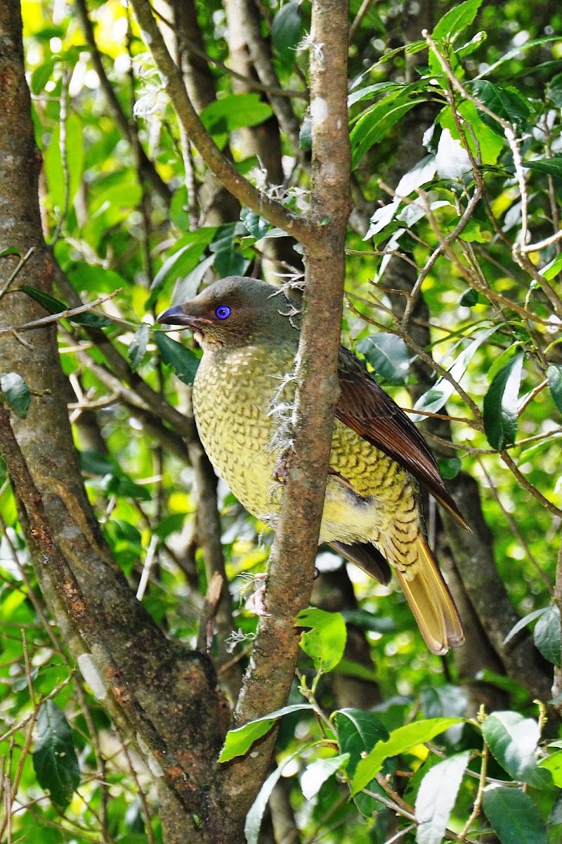 Satin Bowerbird(Female)