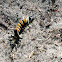 Milkweed Tussock Moth Caterpillar