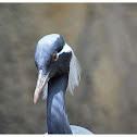 The Demoiselle Crane