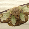 Lymantriid Moth or Tussock Moth