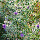 Plumeless thistle