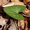 Arrow-leaf ginger