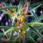 Yellow Oleander Aphids on Milk Weed