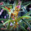 Yellow Oleander Aphids on Milk Weed