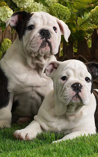 American Bulldog Wallpapers