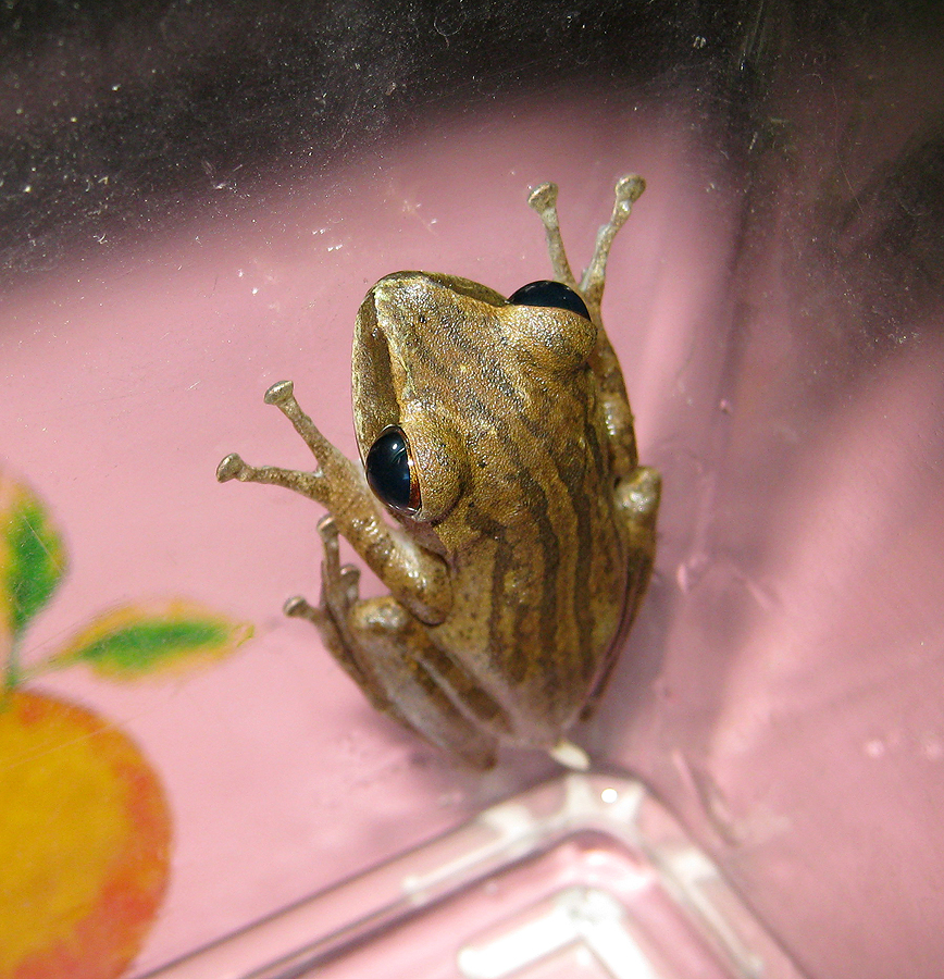 Common Lined Frog
