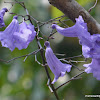 Jacaranda, Blue Jacaranda, Black Poui,  fern tree