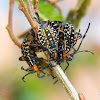 Leaffooted bug nymphs