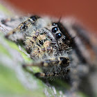 Bold Jumping Spider  