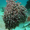 Striped Catfish