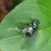 blow flies (or blow-flies), carrion flies, bluebottles, greenbottles, or cluster flies[