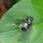 blow flies (or blow-flies), carrion flies, bluebottles, greenbottles, or cluster flies[