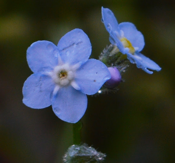 Woodland Project Noah