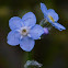 Woodland Forget-me-not