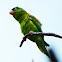 Orange-chinned Parakeet