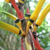 Larinia Spider