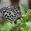 Common Pierrot