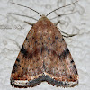 Triplex Cutworm Moth
