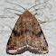 Triplex Cutworm Moth