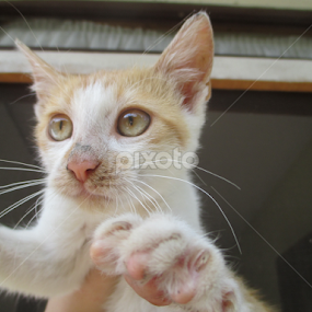 by Jovana Perovanović - Animals - Cats Portraits