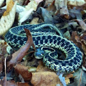 Eastern Garter Snake