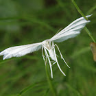 White plume moth