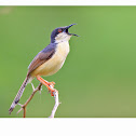 Ashy Prinia