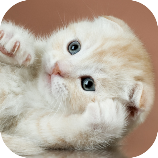 Baby Kitten HD Live wallpaper LOGO-APP點子