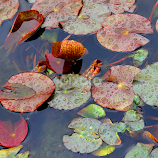 lotus leaves  by Dubravka Bednaršek -  