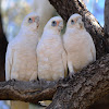 Little Corella