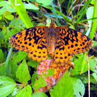 Meadow Fritillary Butterflies