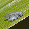 Wolly Aphid