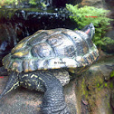 Old & Obese Red Eared Slider