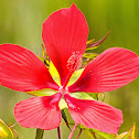 Scarlet hibiscus