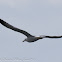 Yellow-legged Gull; Gaviota Patiamarillo