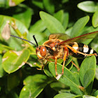 Eastern cicada killer