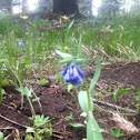 Virginia bluebell