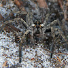 Funnel Web Wolf Spider