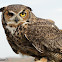 Great Horned Owl