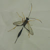 Unknown Ichneumon Wasp