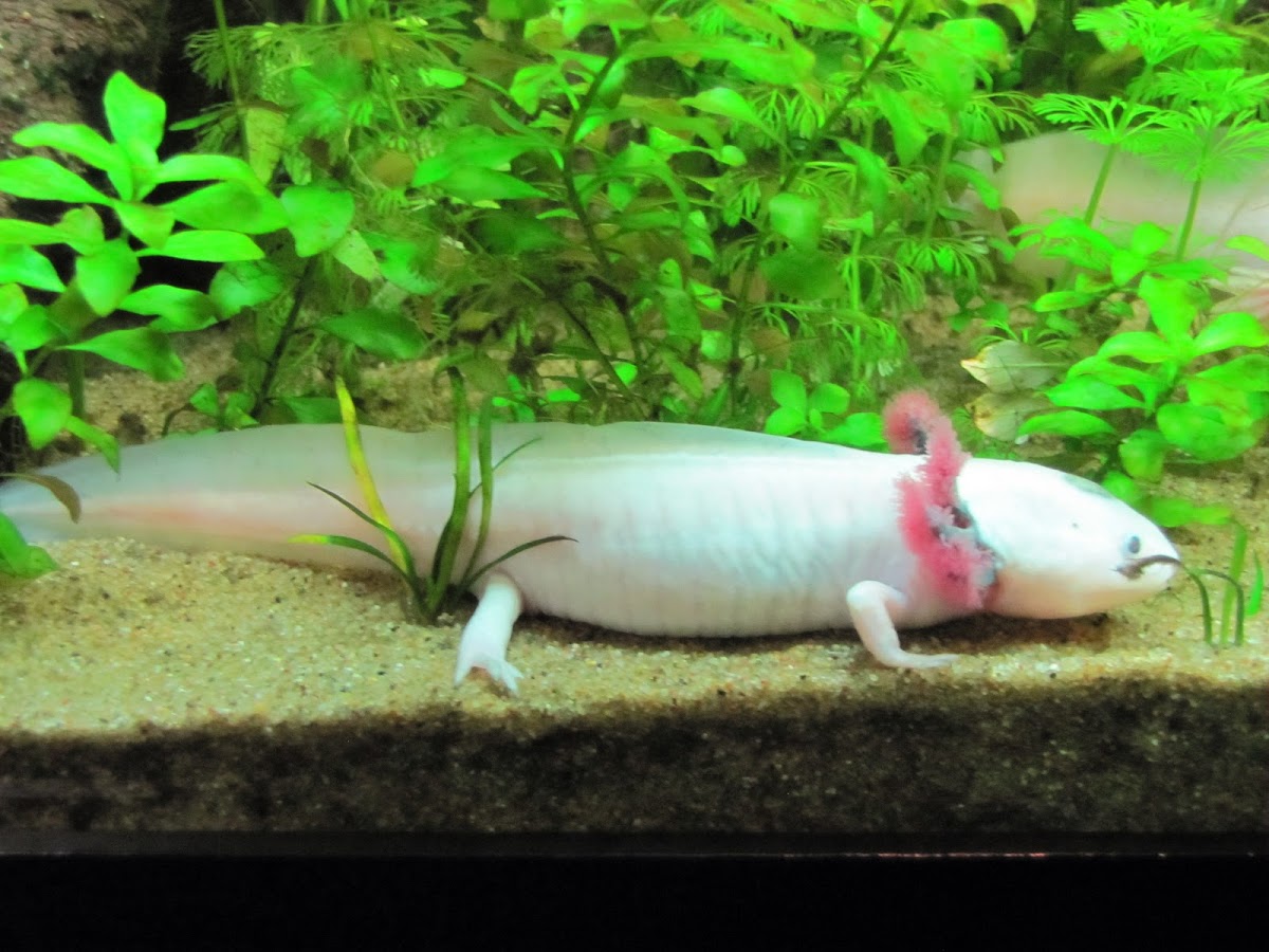 Leucistic Axolotl