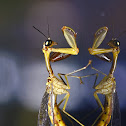 Mantis fly