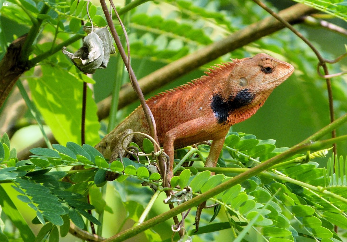 forest lizard