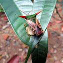 Ornate Shield Bug